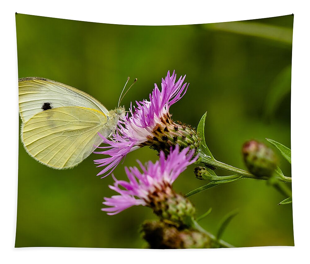 Macro Tapestry featuring the photograph Beautiful Butterfly on Pink Thistle by Lori Coleman