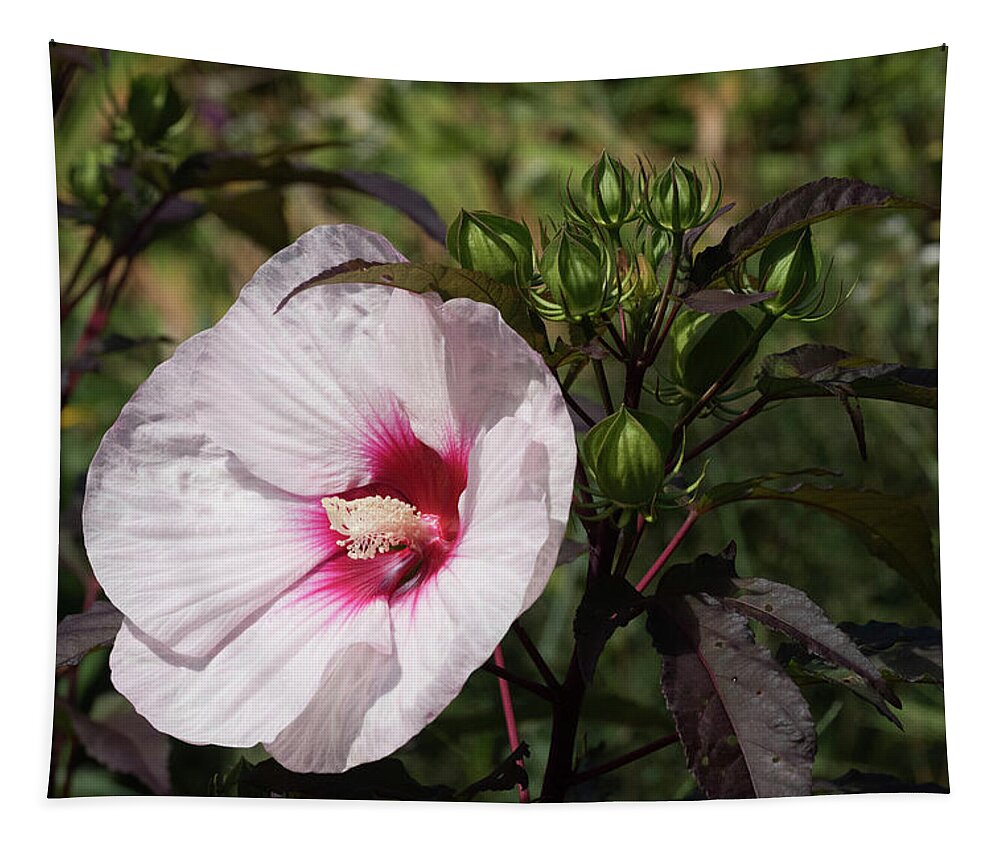 Hibiscus Tapestry featuring the photograph Beautiful Late Summer Hibiscus by Sherman Perry