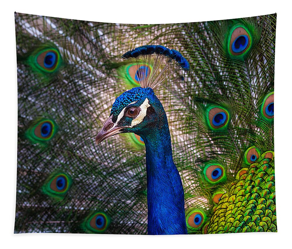 Peacock Tapestry featuring the photograph Beautiful Peacock by Harry Spitz