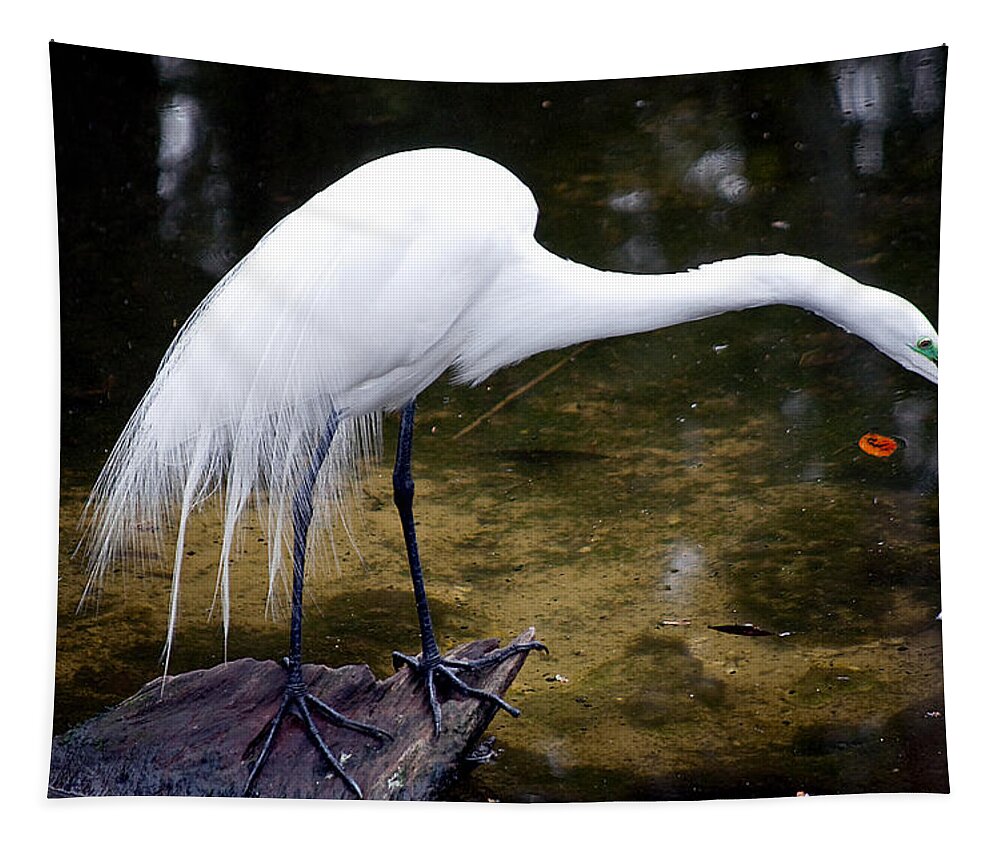Wildlife Tapestry featuring the photograph Beautiful Plumage by Kenneth Albin