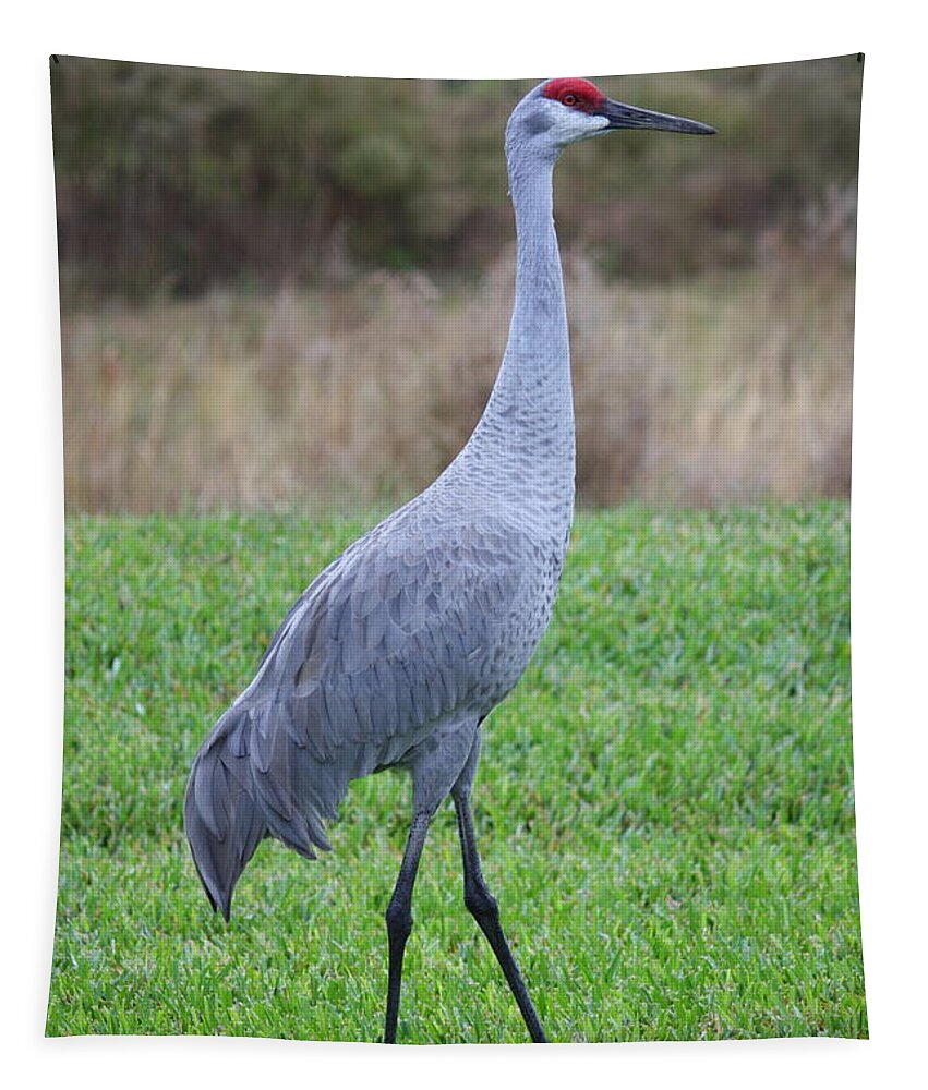 Animals Tapestry featuring the photograph Beautiful Sandhill Crane by Carol Groenen