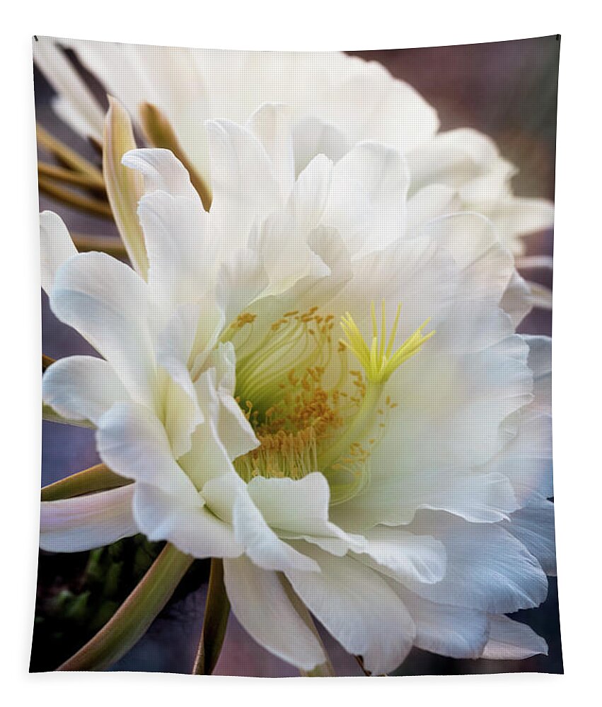 Torch Cactus Tapestry featuring the photograph Beauty of the Night Blooms by Saija Lehtonen