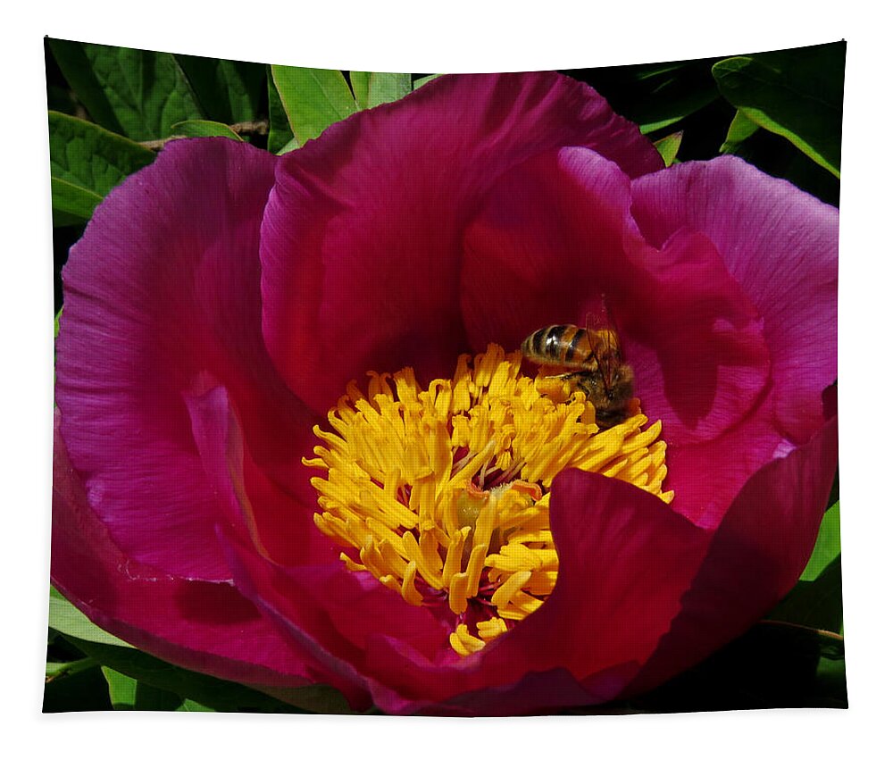 Bee Tapestry featuring the photograph Bee on a Burgundy and Yellow Flower3 by John Topman
