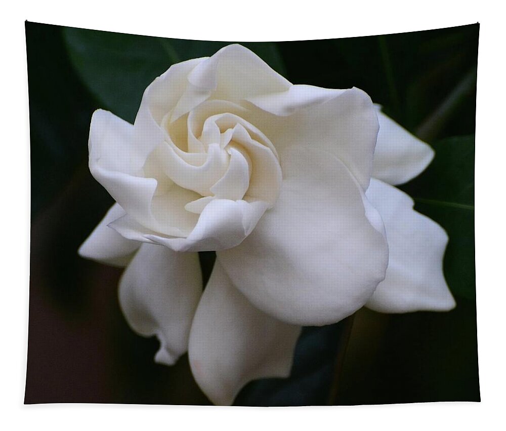 Gardenia Tapestry featuring the photograph Behold the Gardenia by Cindy Manero