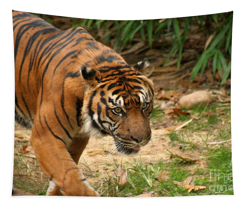 Bengal Tapestry featuring the photograph Bengal Tiger II by Thomas Marchessault