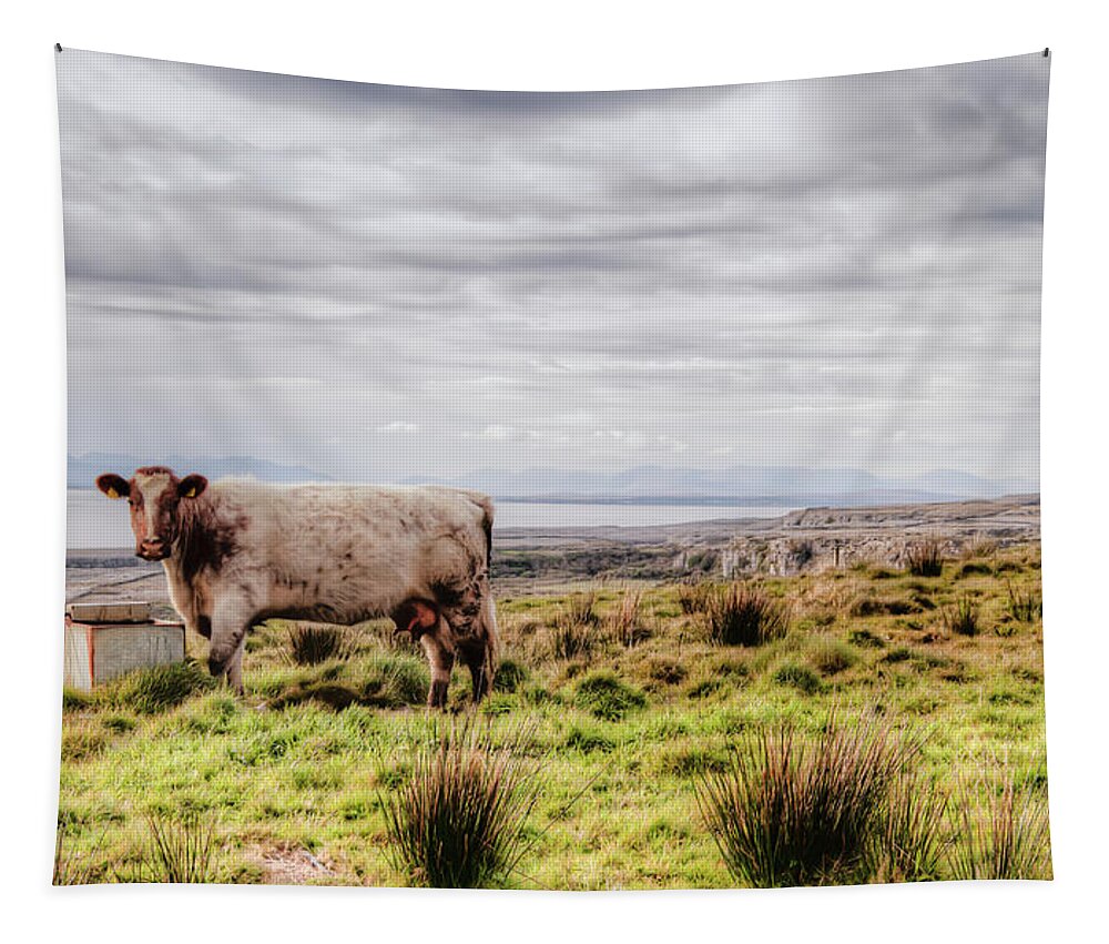 Ireland Tapestry featuring the photograph Besty My Irish Cow by Natasha Bishop