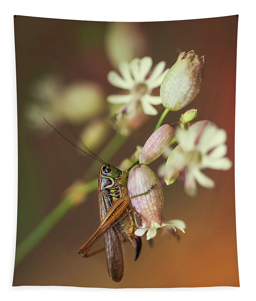 Macro Tapestry featuring the photograph Big grasshopper on white flowers by Jaroslaw Blaminsky