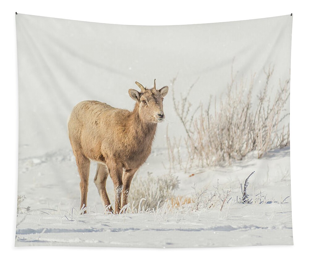 Storm Tapestry featuring the photograph Big-Horn Ewe After Storm by Yeates Photography