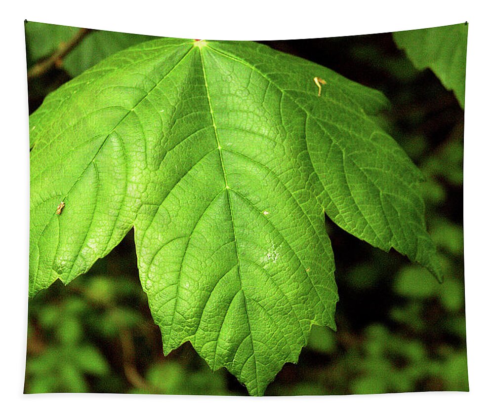 Leaves Tapestry featuring the photograph Big Leaf by Richard Denyer