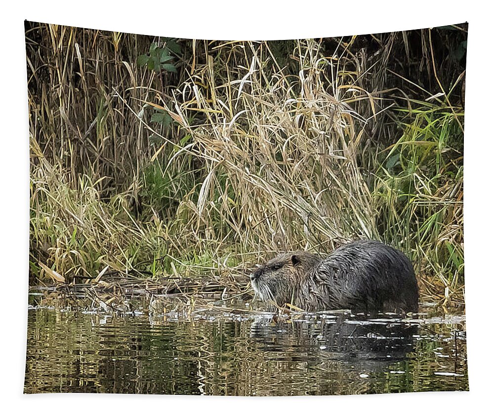 Nutria Tapestry featuring the photograph Big Nutria by Belinda Greb