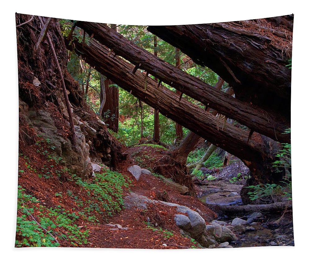 Big Sur Tapestry featuring the photograph Big Sur Redwood Canyon by Charlene Mitchell