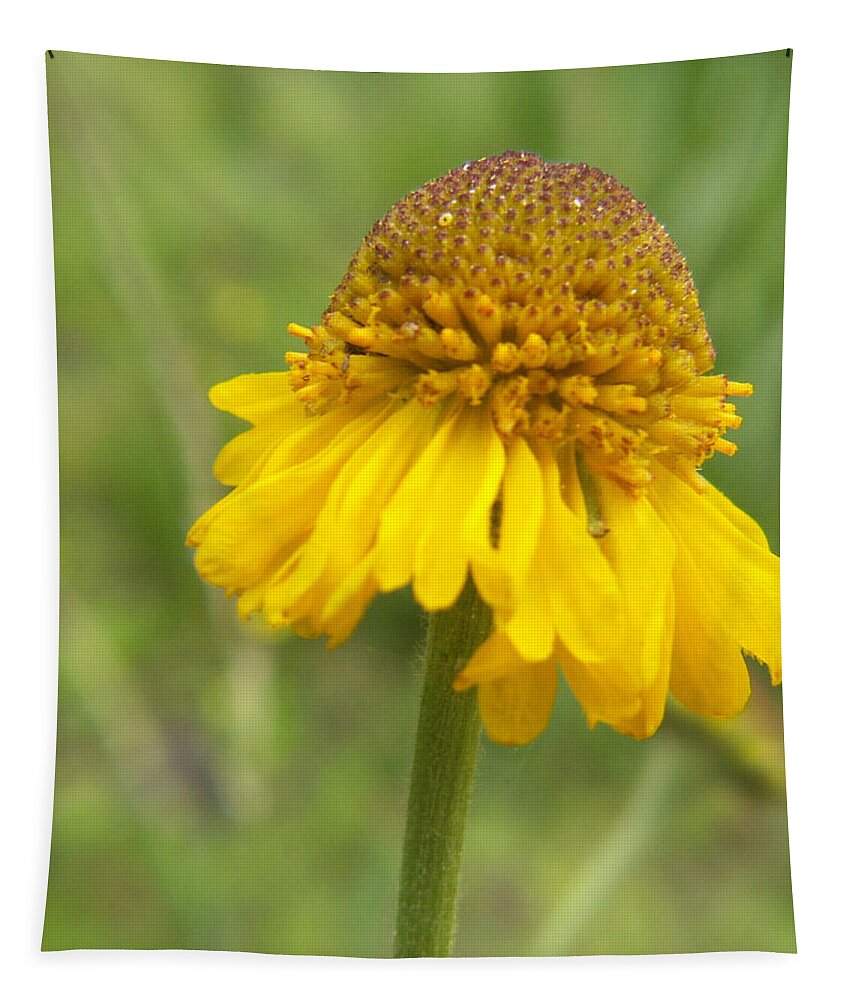 Flower Tapestry featuring the photograph Bigelow by Amy Fose