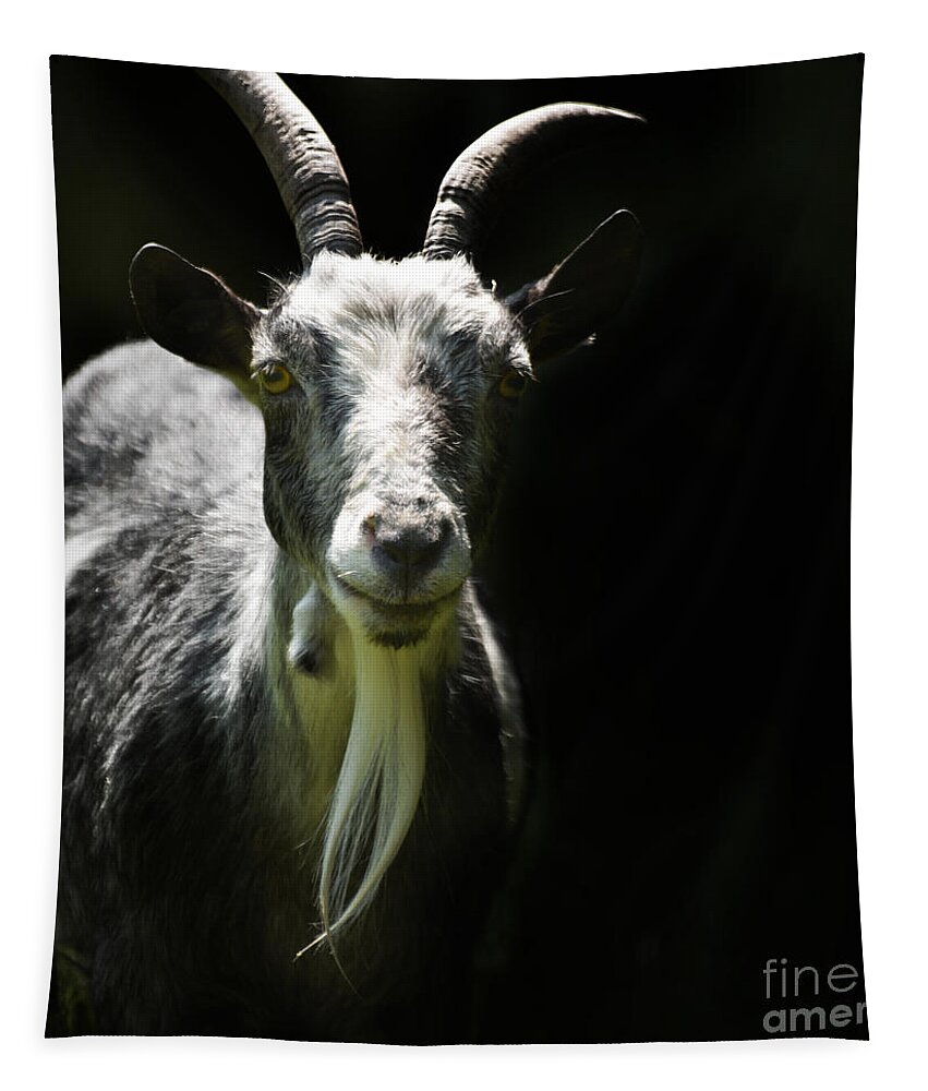 Pygmy Goat Tapestry featuring the photograph Billy by Paul Davenport