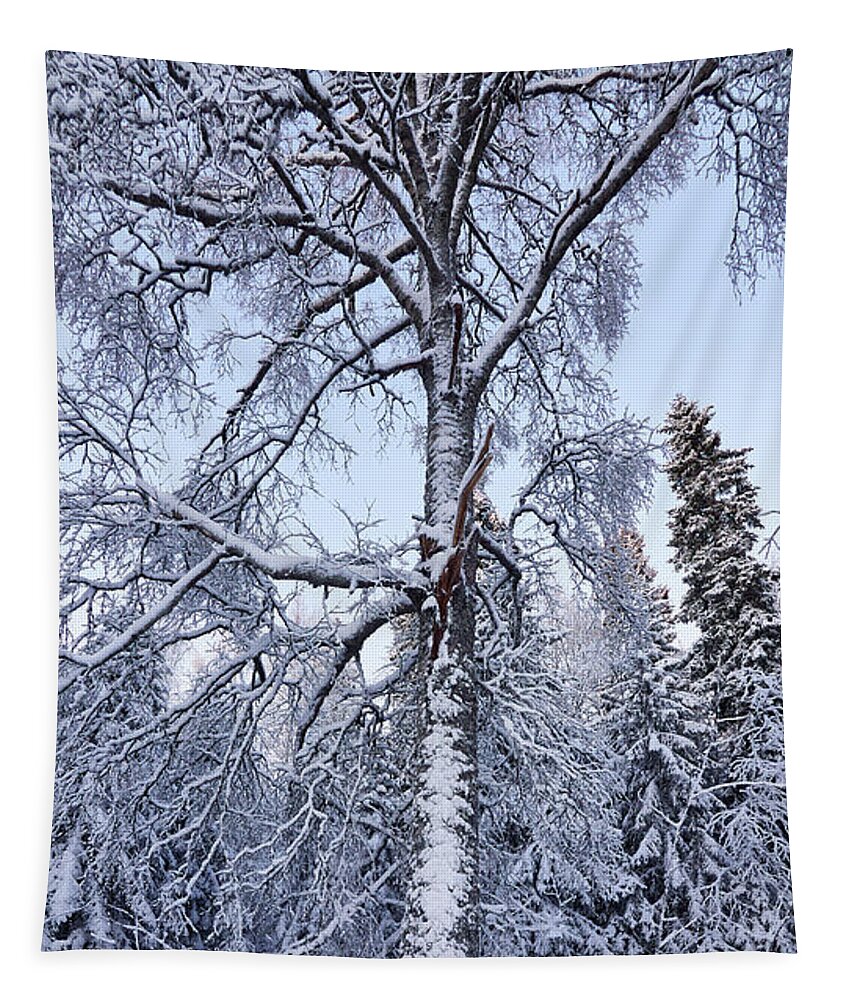 Finland Tapestry featuring the photograph Birch in the winter dress by Jouko Lehto