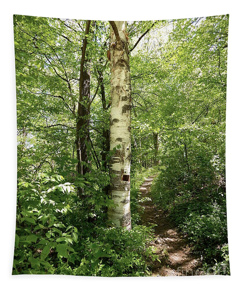 Photography Tapestry featuring the photograph Birch Tree Hiking Trail by Phil Perkins