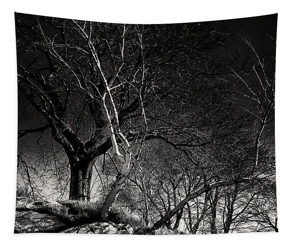 Salem Tapestry featuring the photograph Birch Tree On Beach Bluff by Jeff Folger