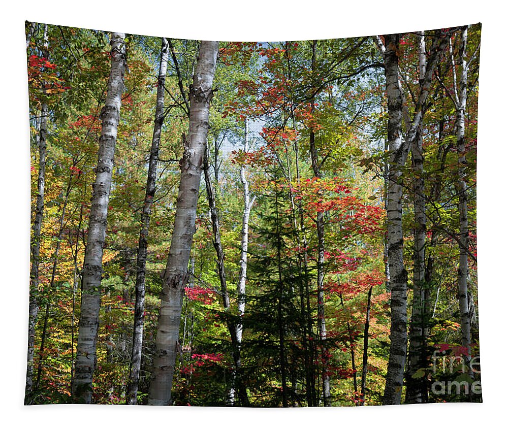 Forest Tapestry featuring the photograph Birches in fall forest by Elena Elisseeva