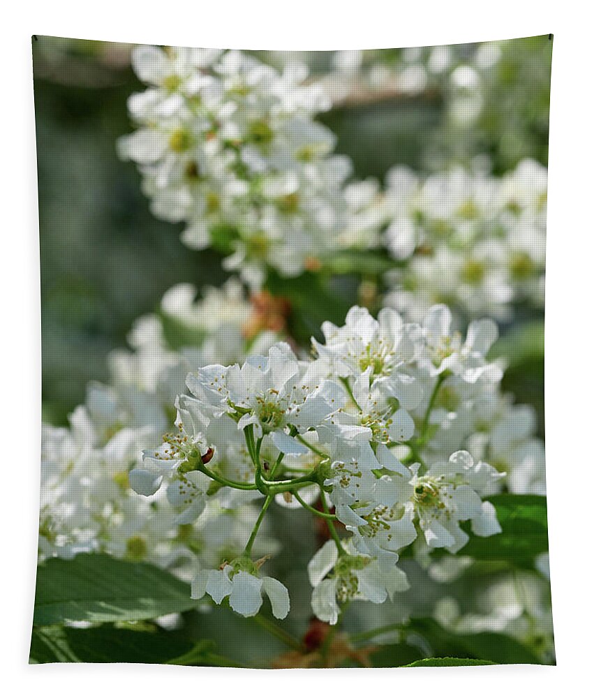 Finland Tapestry featuring the photograph Bird cherry flowers23 by Jouko Lehto