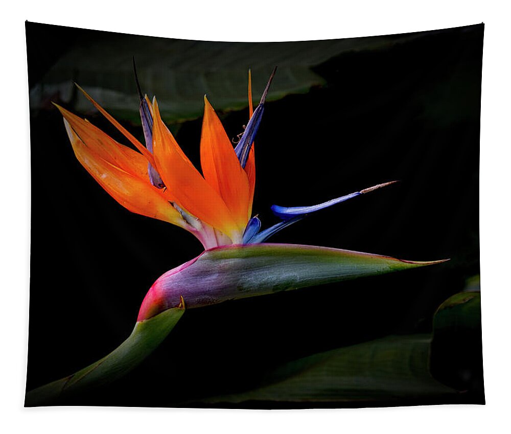 Bird Of Paradise Tapestry featuring the photograph Bird Of Paradise by Randy Hall