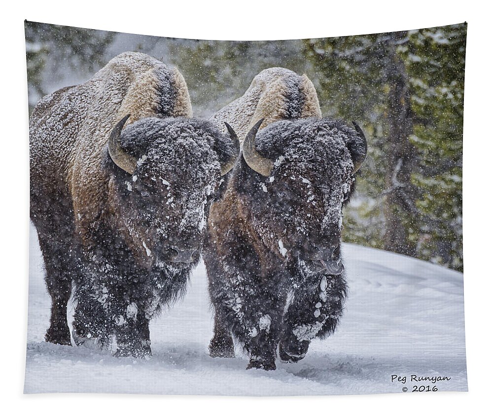 Bison Tapestry featuring the photograph Bison Buddies by Peg Runyan