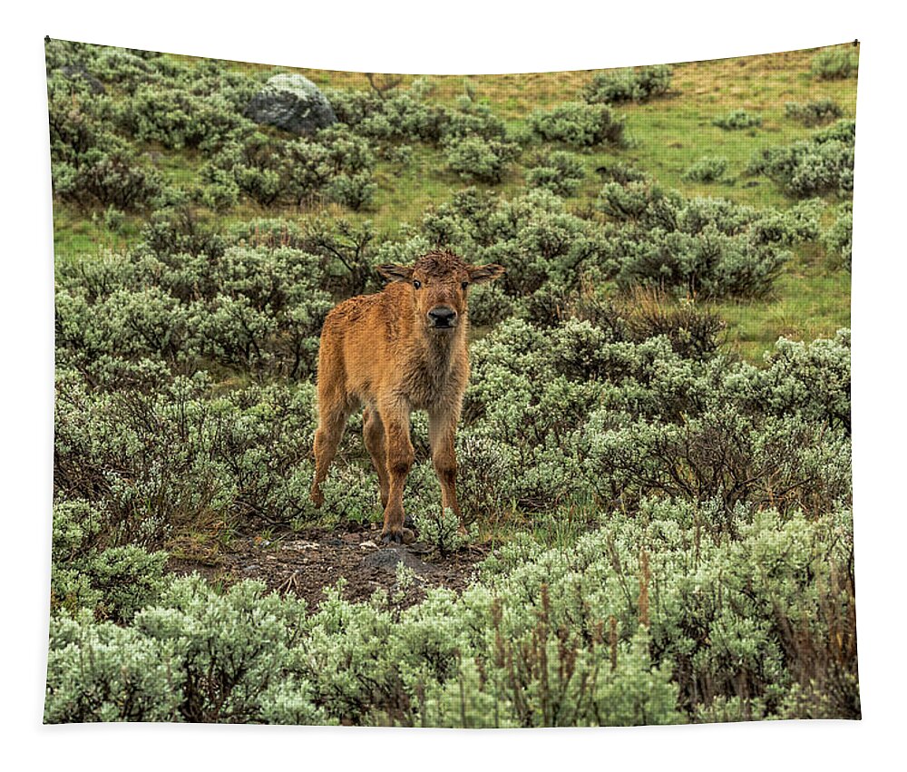 Bison Tapestry featuring the photograph Bison Calf In Spring Rain by Yeates Photography