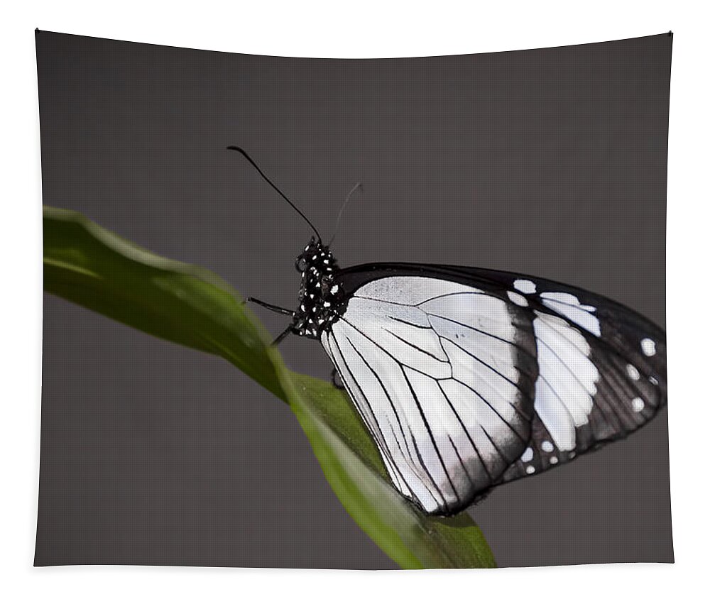 Pennysprints Tapestry featuring the photograph Black and White Butterfly by Penny Lisowski