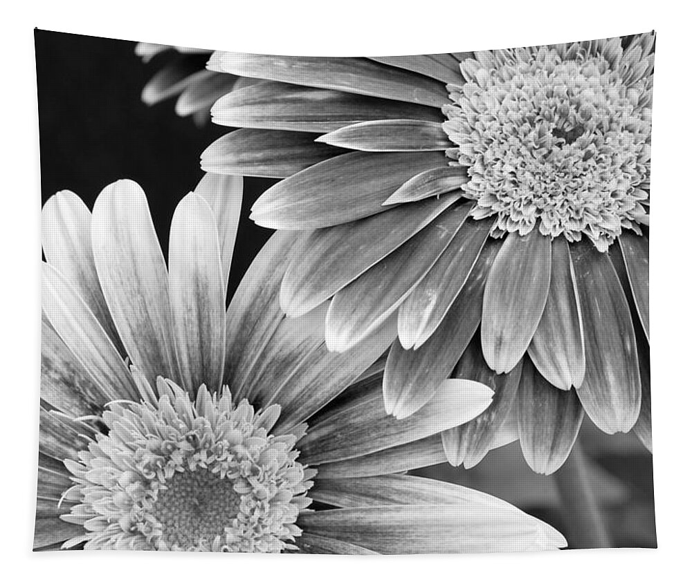 Flower Tapestry featuring the photograph Black and White Gerber Daisies 3 by Amy Fose