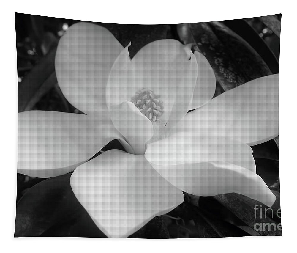 Magnolia Tapestry featuring the photograph Black and White Magnolia Blossom by D Hackett