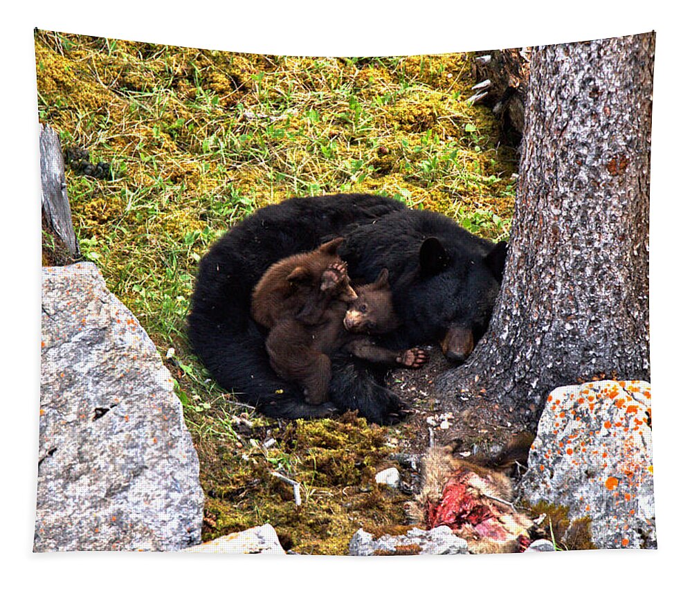 Black Bears Tapestry featuring the photograph Black Bear Family Nap by Adam Jewell
