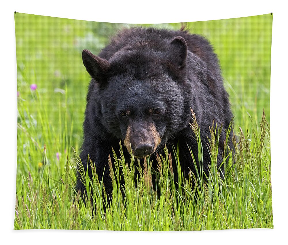 Bear Tapestry featuring the photograph Black Bear On The Prowl by Tony Hake