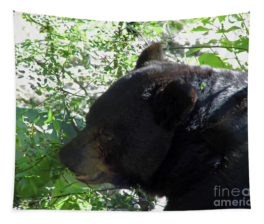 Bear Tapestry featuring the photograph Black Bear Up Close by D Hackett