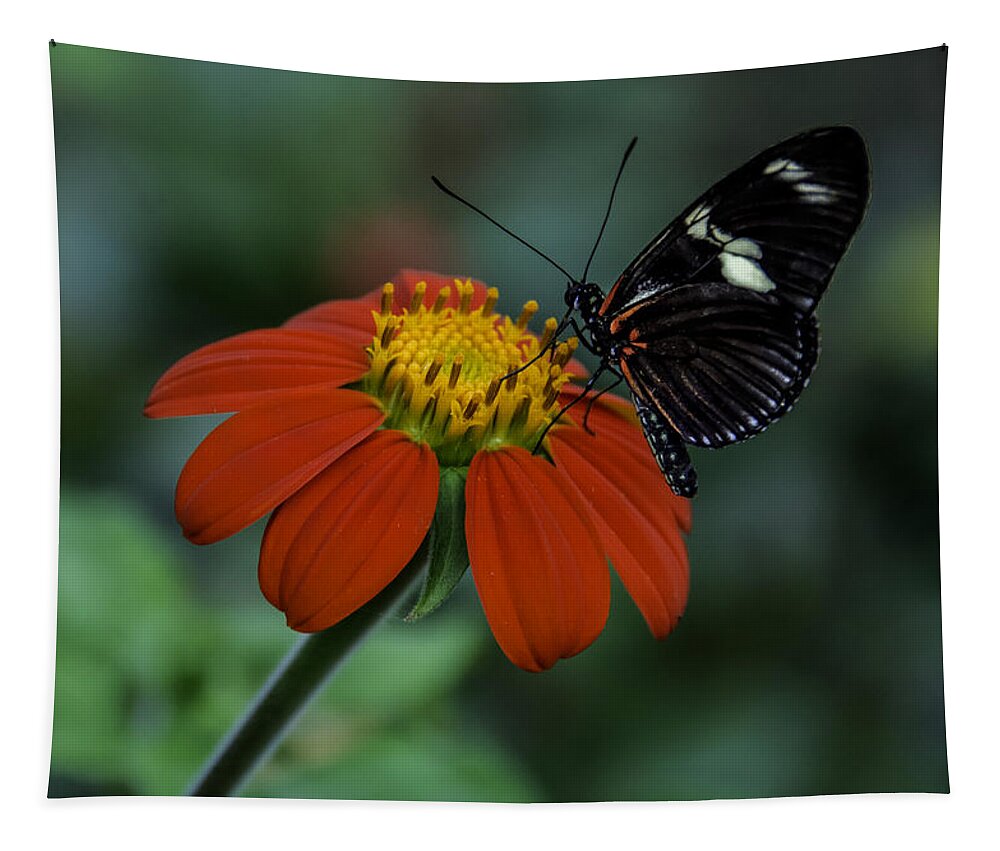 Black Tapestry featuring the photograph Black Butterfly on Orange Flower by WAZgriffin Digital