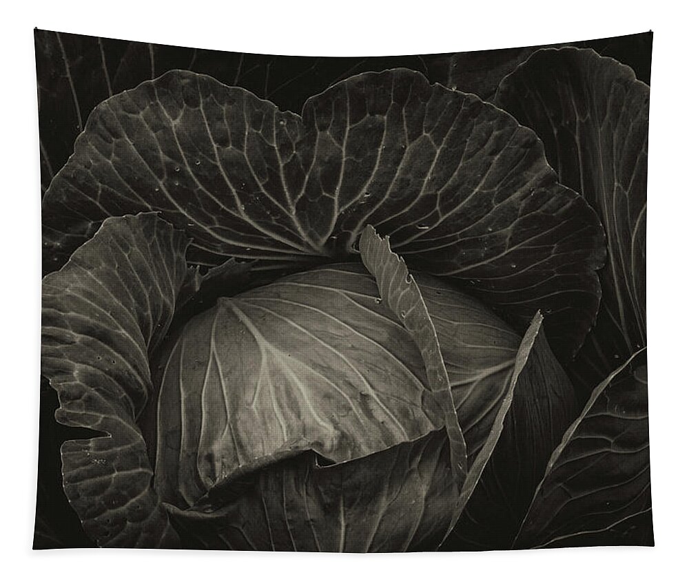 Cabbage Tapestry featuring the photograph Black Cabbage by James BO Insogna