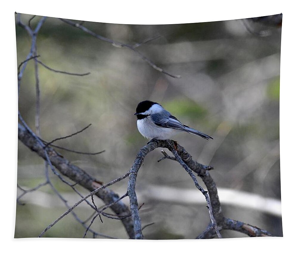 Bird Tapestry featuring the photograph Black Capped Chickadee 422 by Michael Peychich