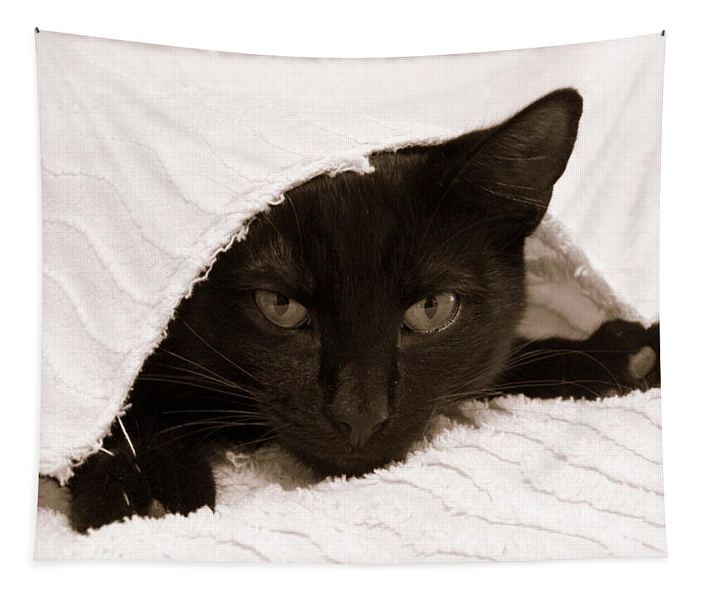 Horizontal Photograph Tapestry featuring the photograph Black Cat in Chenille by Valerie Collins