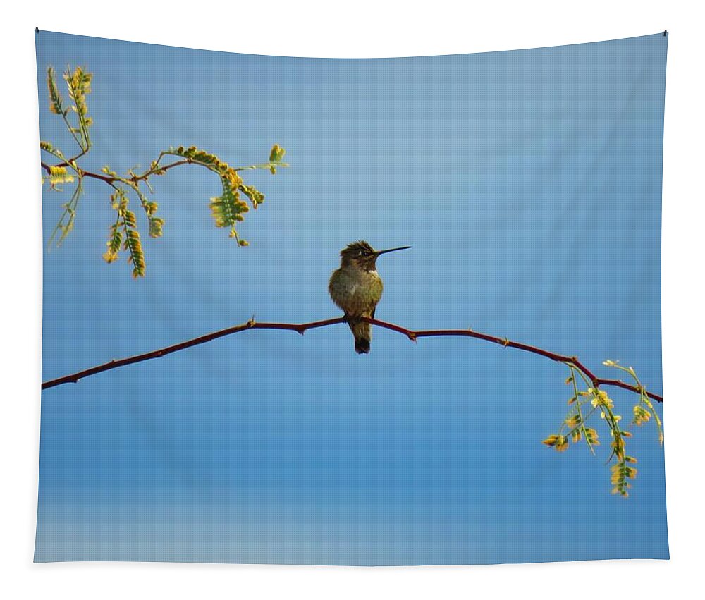 Hummingbird Tapestry featuring the photograph Black-Chinned Hummingbird on Mesquite by Judy Kennedy