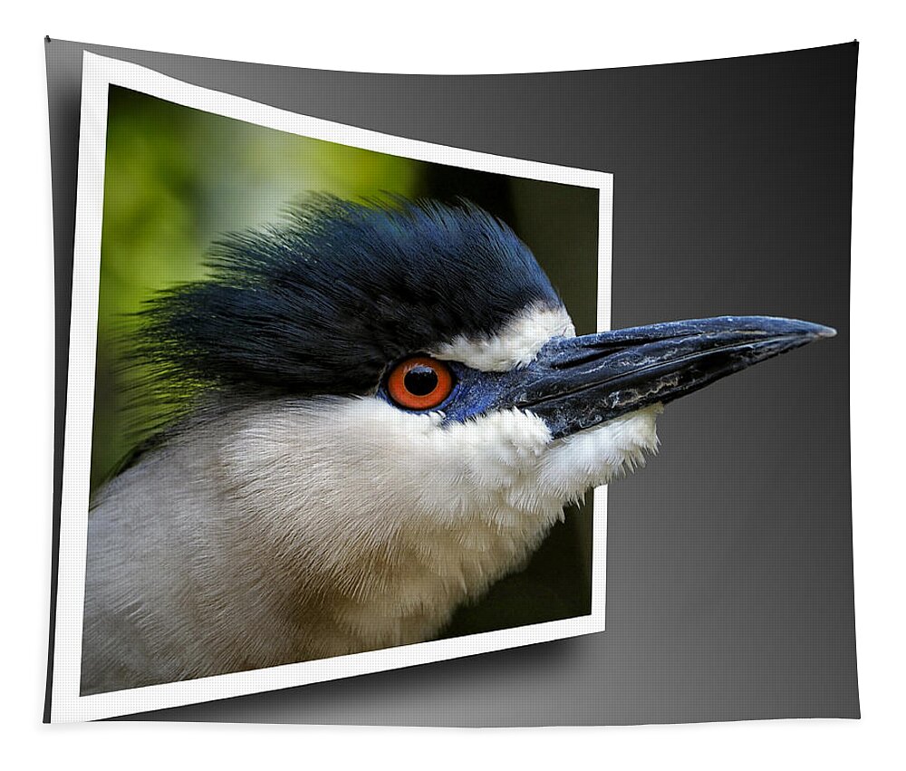Black Crowned Night Heron Tapestry featuring the photograph Black Crowned Night Heron Out Of Bounds by Bill Swartwout
