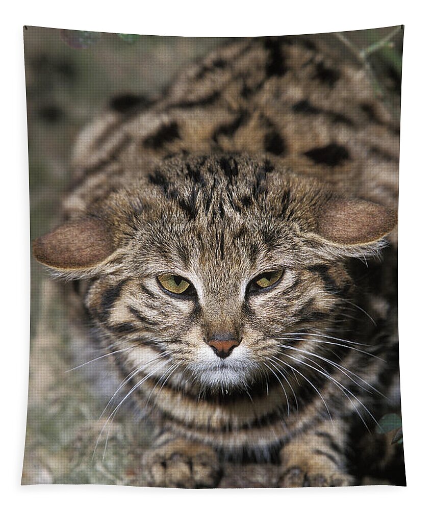 Adult Tapestry featuring the photograph Black-footed Cat Felis Nigripes by Gerard Lacz