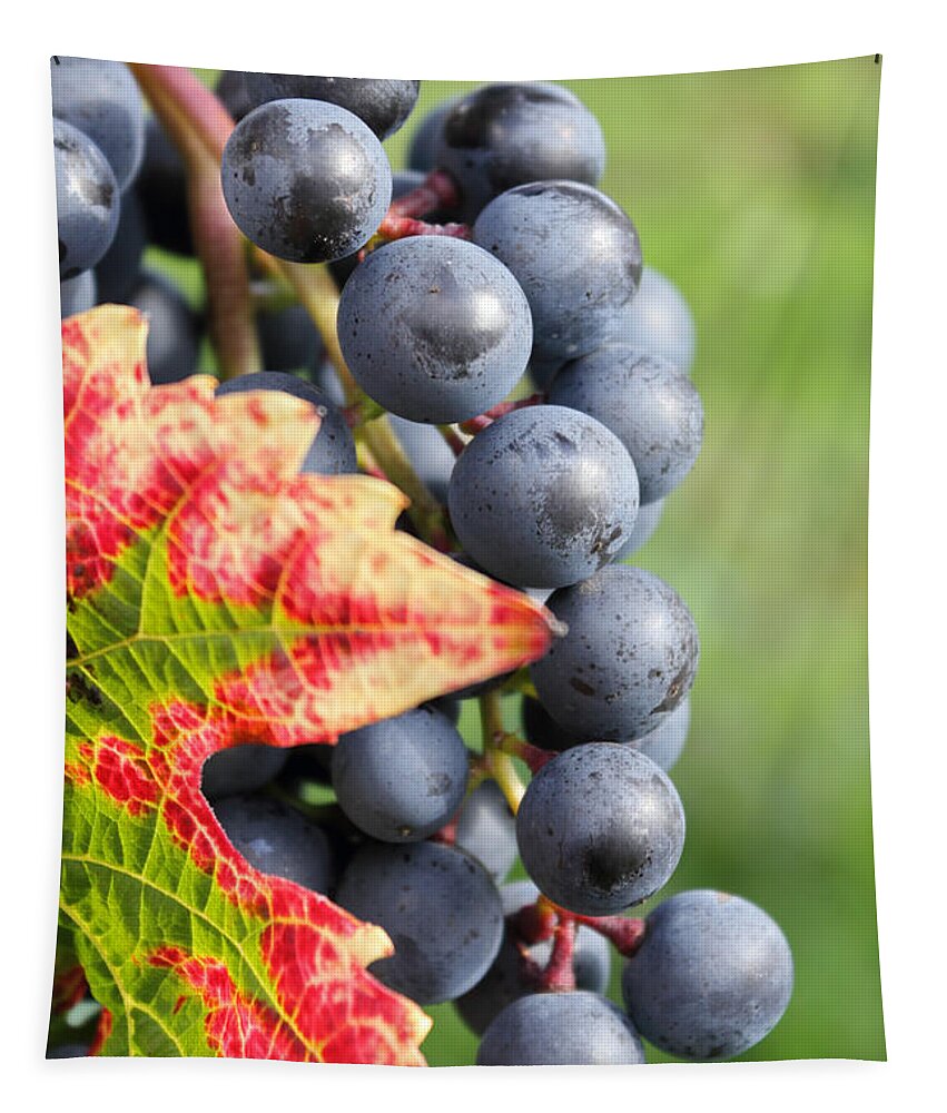 Black Grapes On The Vine Grape Grapevine Leaf Red Detail Close Up Vineyard Tapestry featuring the photograph Black Grapes on the Vine by Julia Gavin