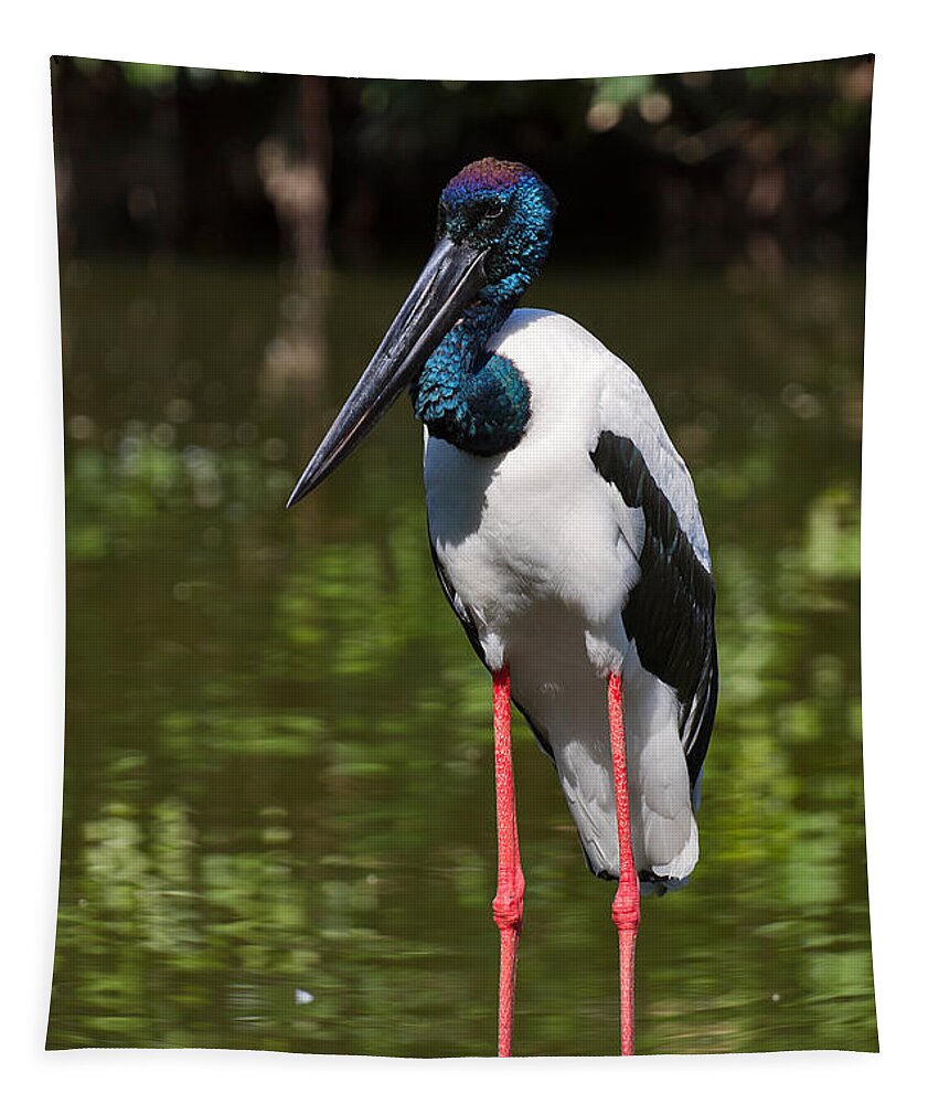 Birds Tapestry featuring the photograph Black-necked stork by Louise Heusinkveld