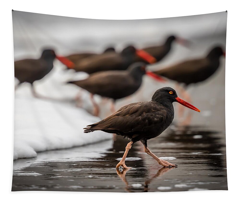 Art Tapestry featuring the photograph Black Oystercatcher by Gary Migues
