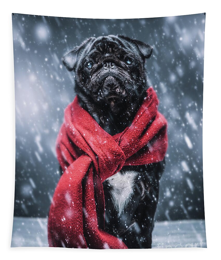 Dog Tapestry featuring the photograph Black pug dog gazing sadly in a winterstorm. by Michal Bednarek