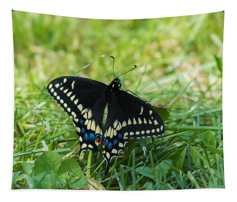 Black Swallowtail Butterfly Tapestry featuring the photograph Black Swallowtail Butterfly by Holden The Moment