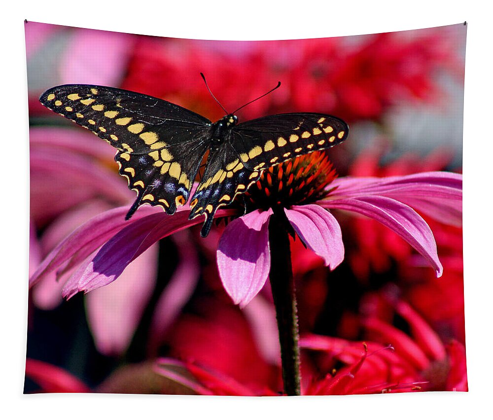 Insect Tapestry featuring the photograph Black Swallowtail Butterfly on Coneflower Square by Karen Adams