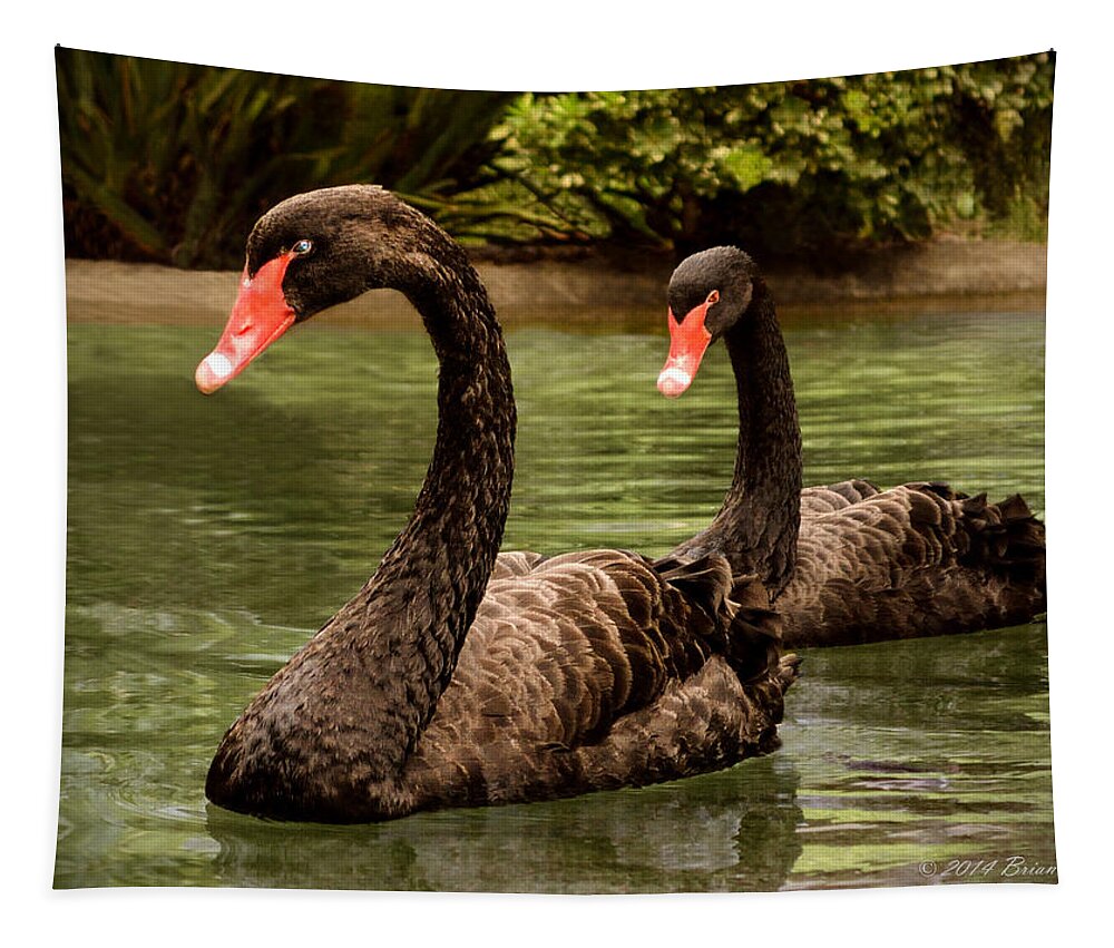 Black Swan Tapestry featuring the photograph Black Swans at Napa California by Brian Tada
