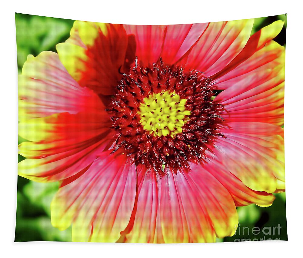 Gaillardia Tapestry featuring the photograph Blanket Flower by D Hackett