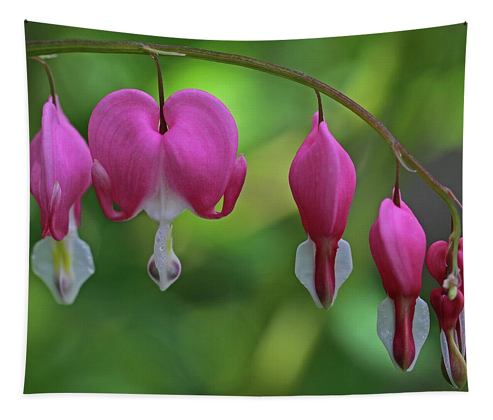 Bleeding Heart Tapestry featuring the photograph Bleeding Hearts On A Line by Juergen Roth