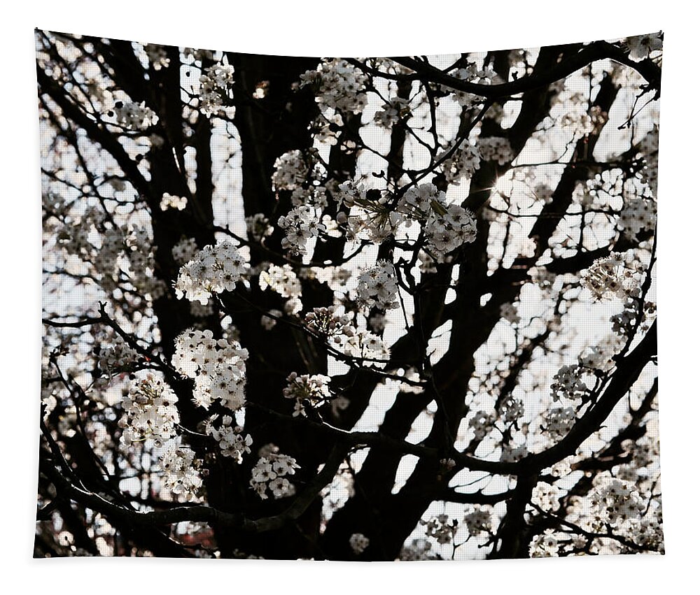 Pear Blossoms Tapestry featuring the photograph Blossoms in Spring by Rachel Morrison