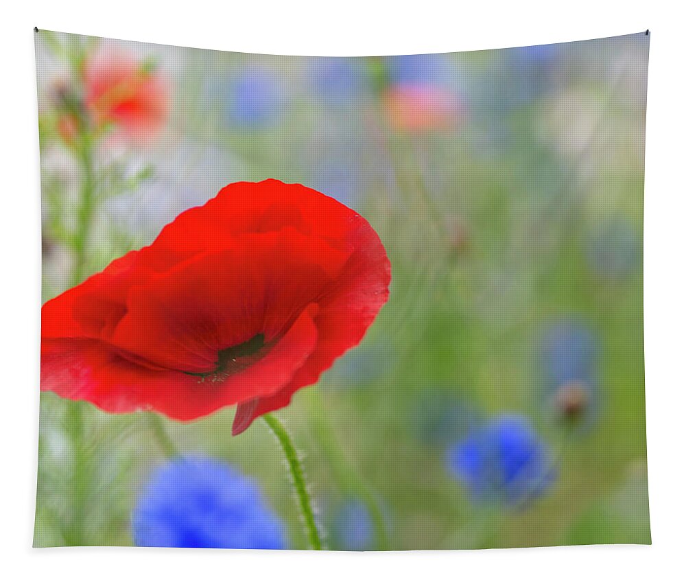 Poppy Tapestry featuring the photograph Blowing Poppy by Kathy Paynter