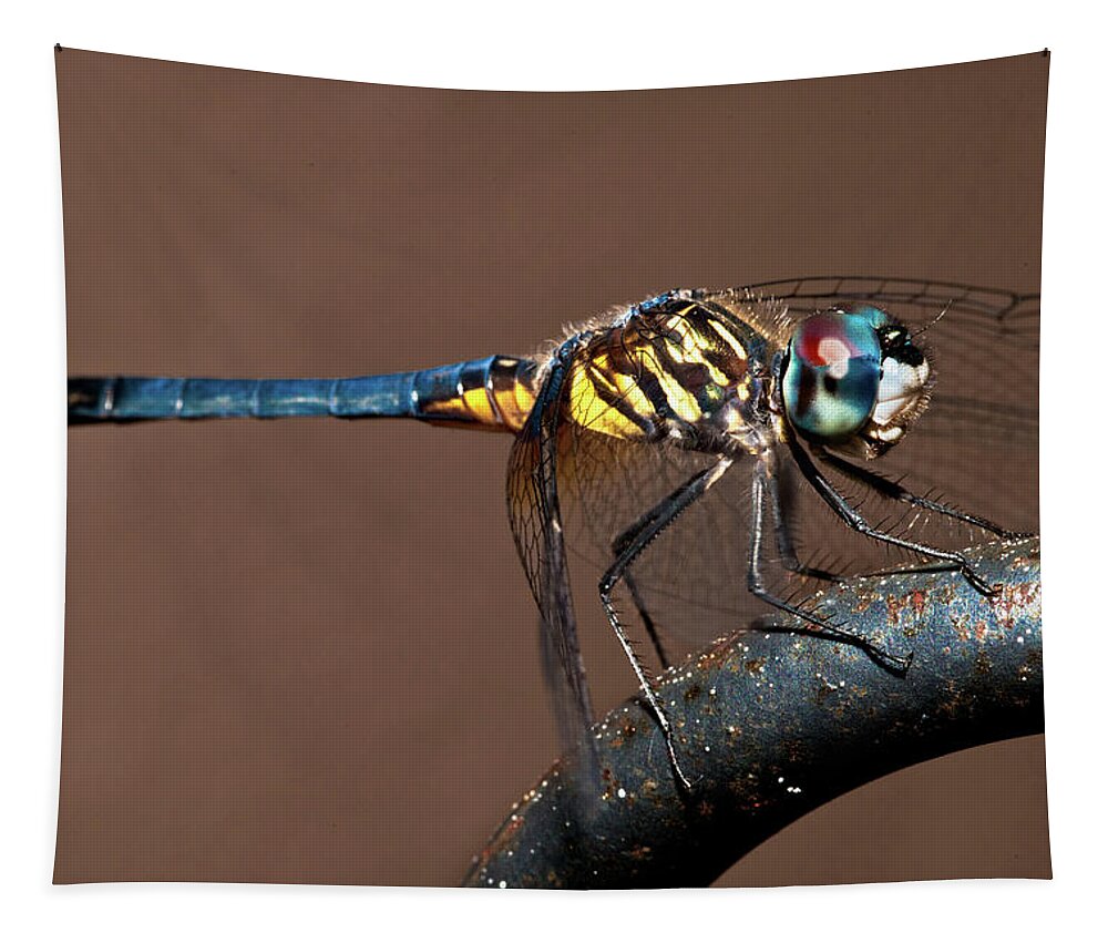 Dragonfly Tapestry featuring the photograph Blue and Gold Dragonfly by Christopher Holmes